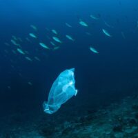 Une Récherce Australienne Lance L’alarme: 14 Milions De Tonnes De Plastique Sous L’océan